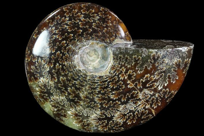 Polished, Agatized Ammonite (Cleoniceras) - Madagascar #88085